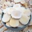 Dried Cheese